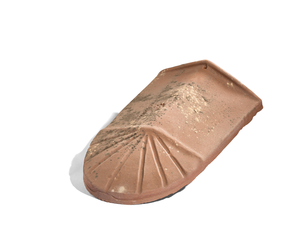 Finale a chiocciola Vernaccia - 